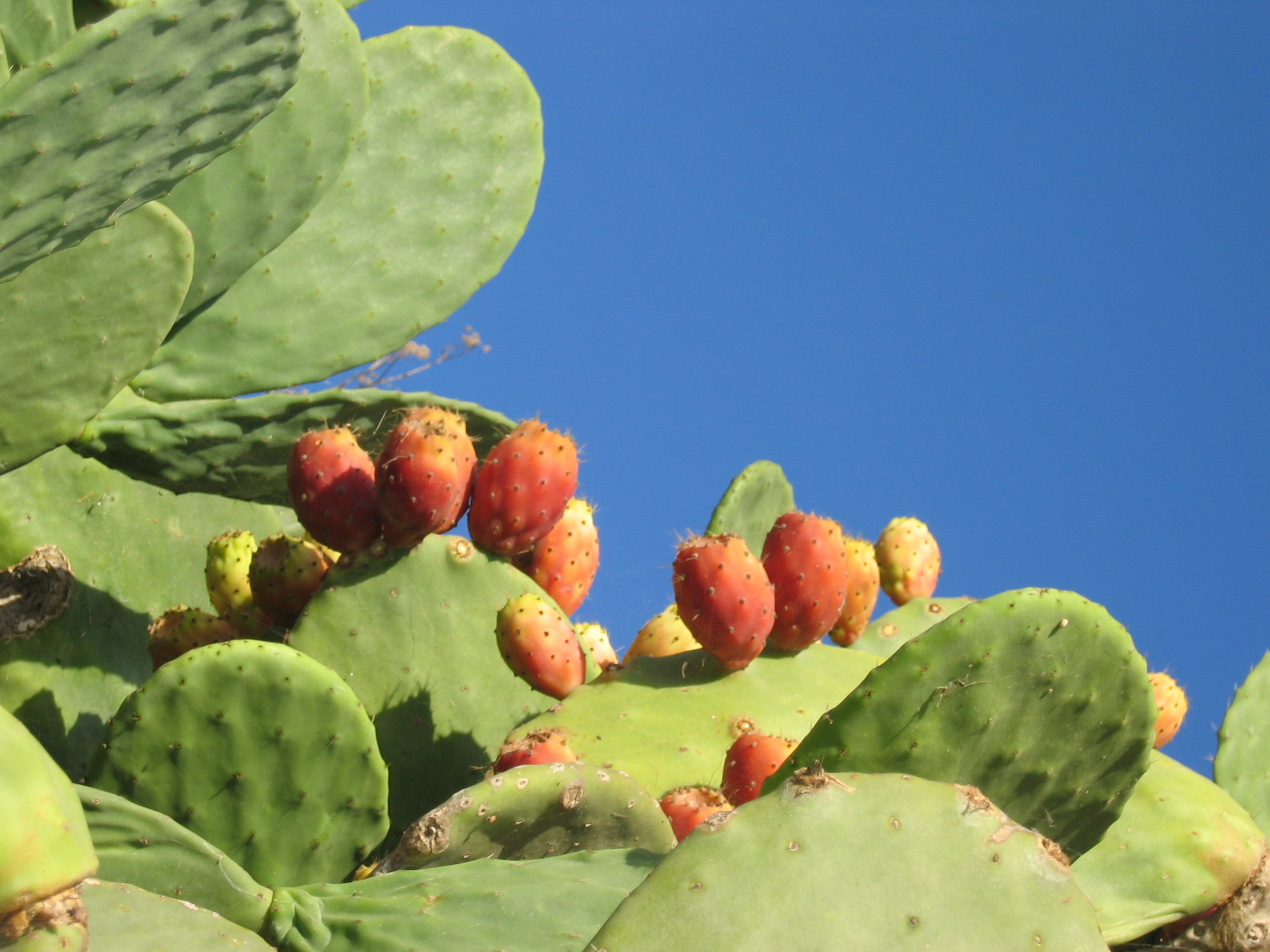 Prickly pear 2