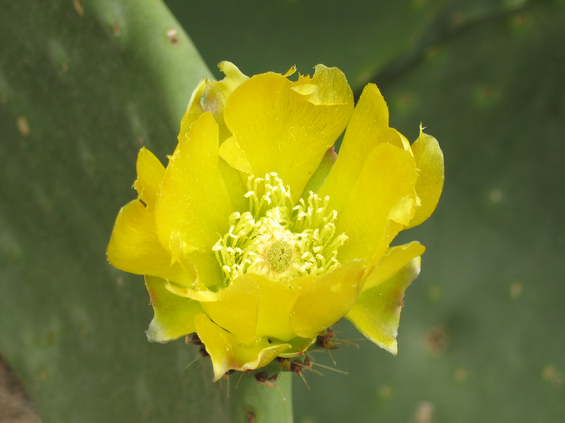 Prickly pear flower